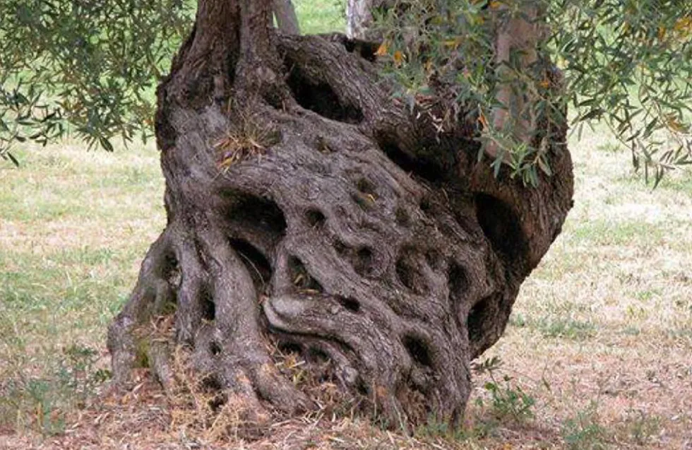 Έργα τέχνης στον κορμό ελαιόδεντρου ηλικίας 2.500 ετών στο Ηράκλειο