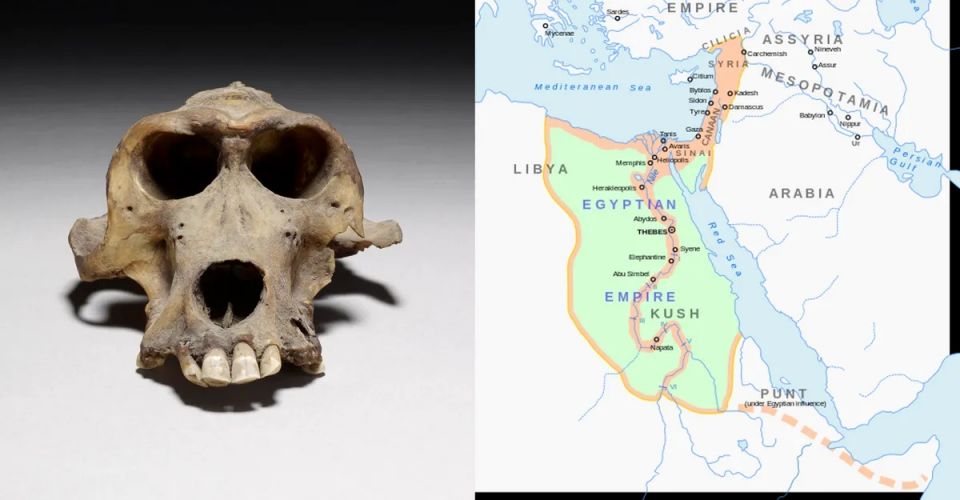 mummified-baboon-skulls-from-ancient-egypt-have-helped-reveal-the-location-of-the-ancient-port-of-punt-l.jpg