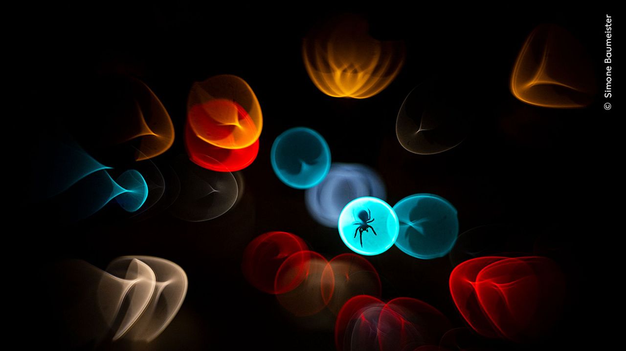 Caught in the Headlights