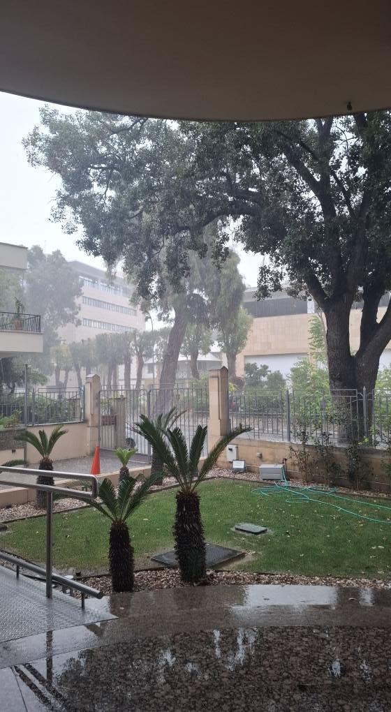 May be an image of tree, fog and body of water