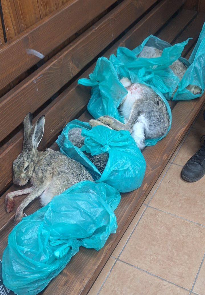 Μπορεί να είναι εικόνα κουνέλι